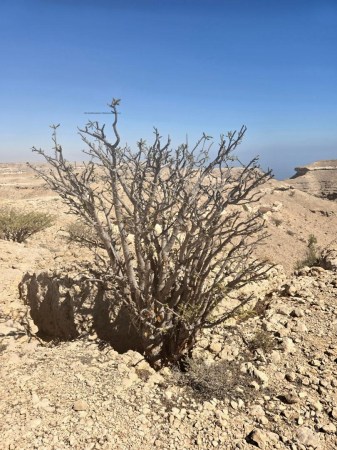 wild omani frankincense - jabal raqbit (4)6